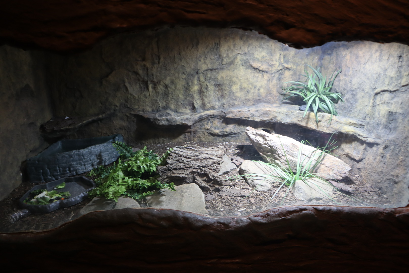 A Bird’s World - Common Bluetongue Enclosure