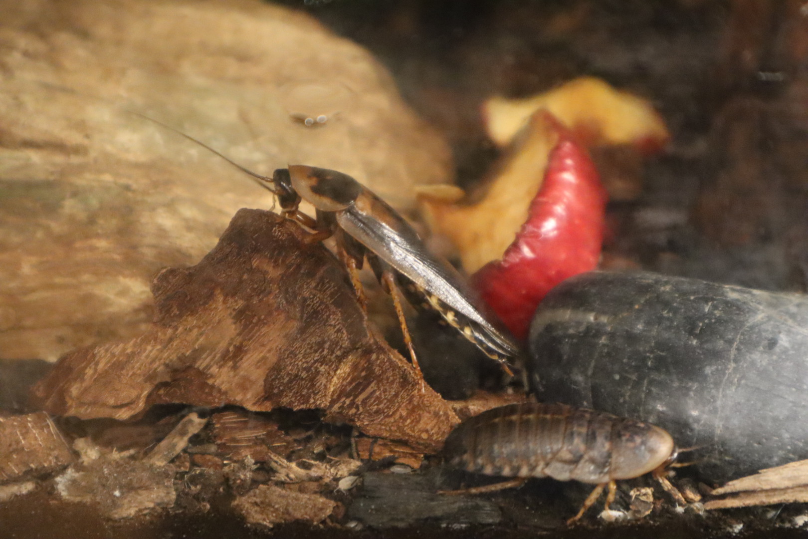 A Bird’s World - Dubia Roach