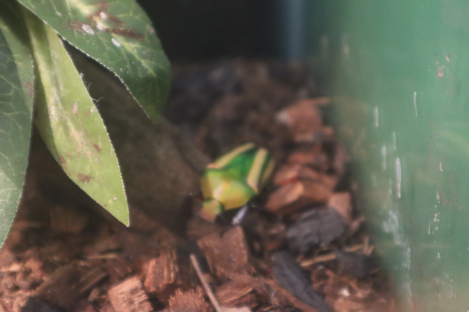 A Bird’s World - Flamboyant Flower Beetle