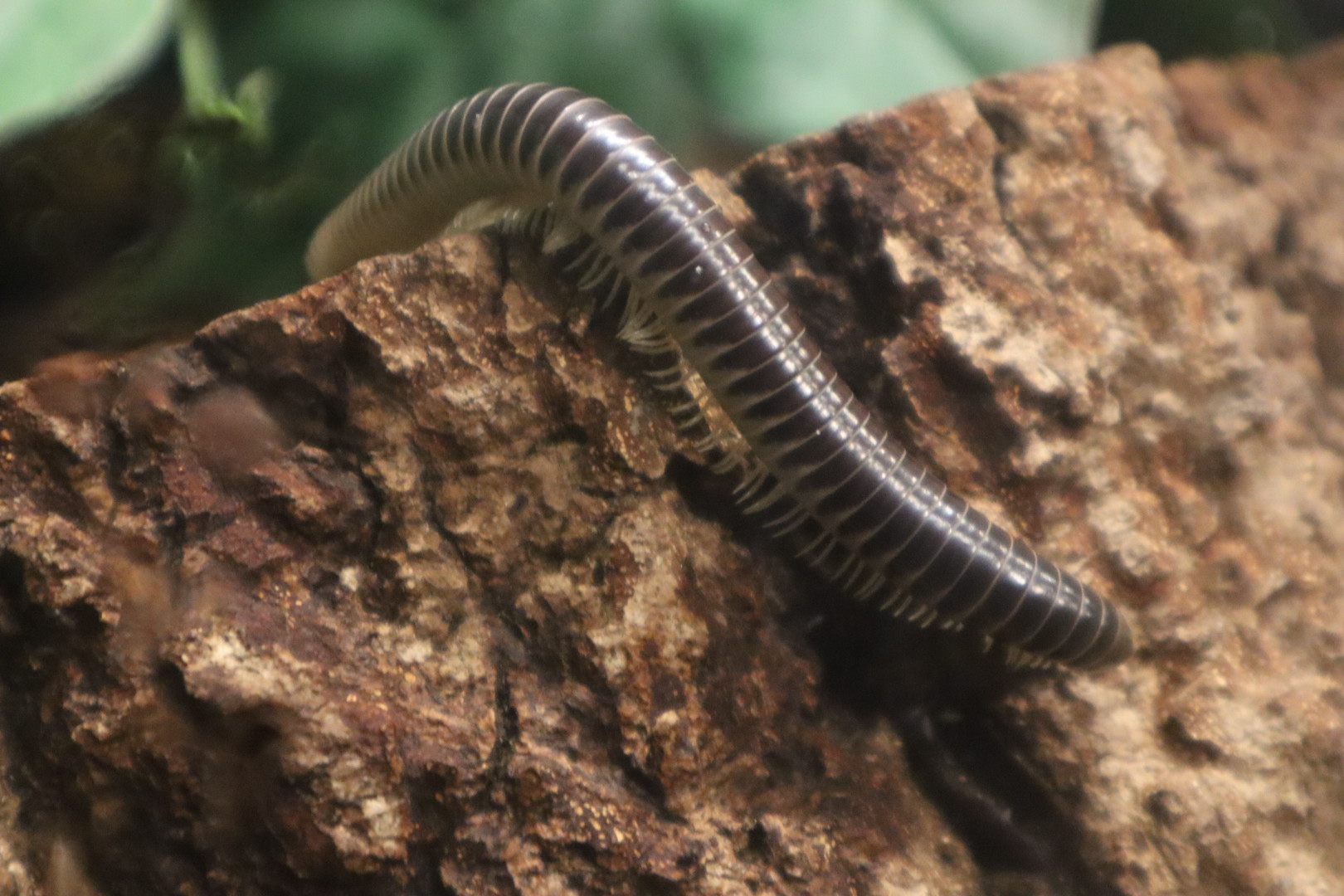 A Bird’s World - Florida Ivory Millipede