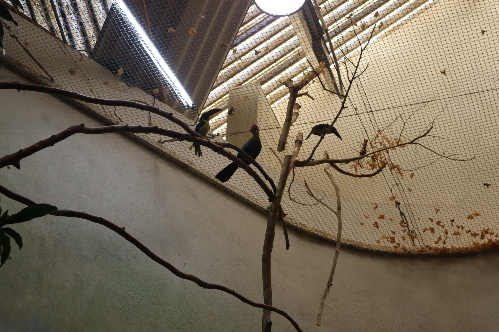 A Bird’s World - Green Aracaris and Red-Crested Turaco