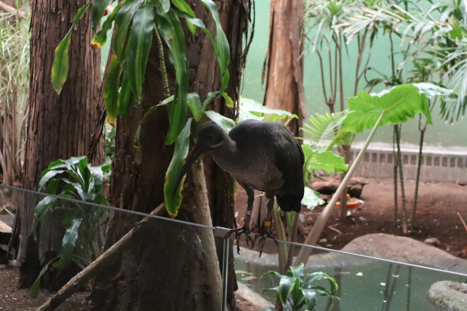 A Bird’s World - Hadada Ibis