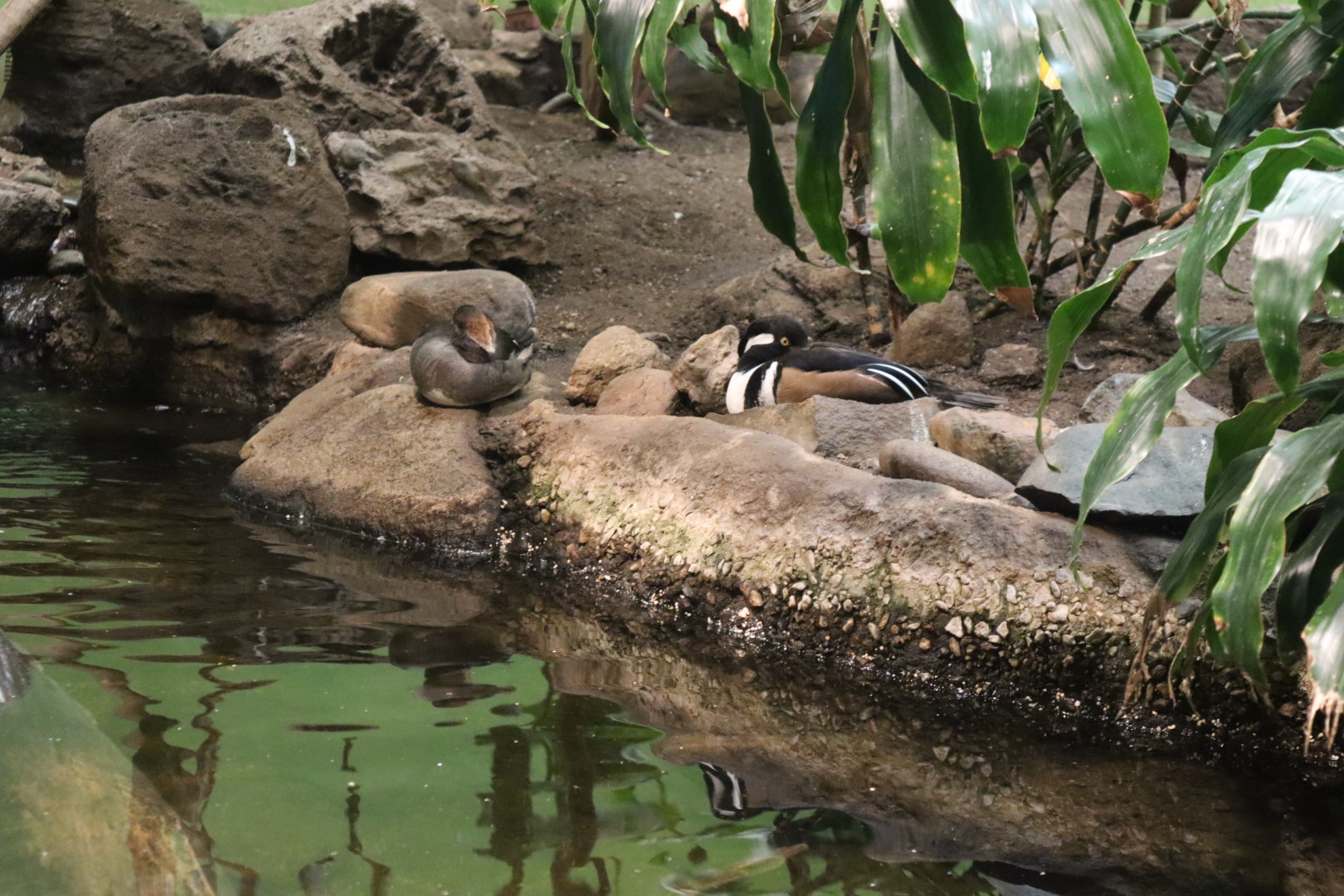 A Bird’s World - Hooded Merganser