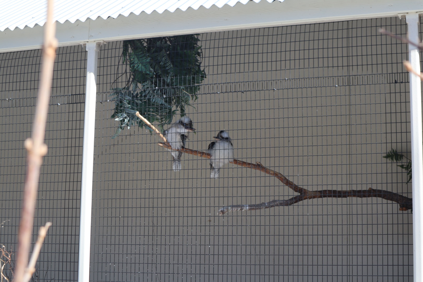 A Bird’s World - Laughing Kookaburra