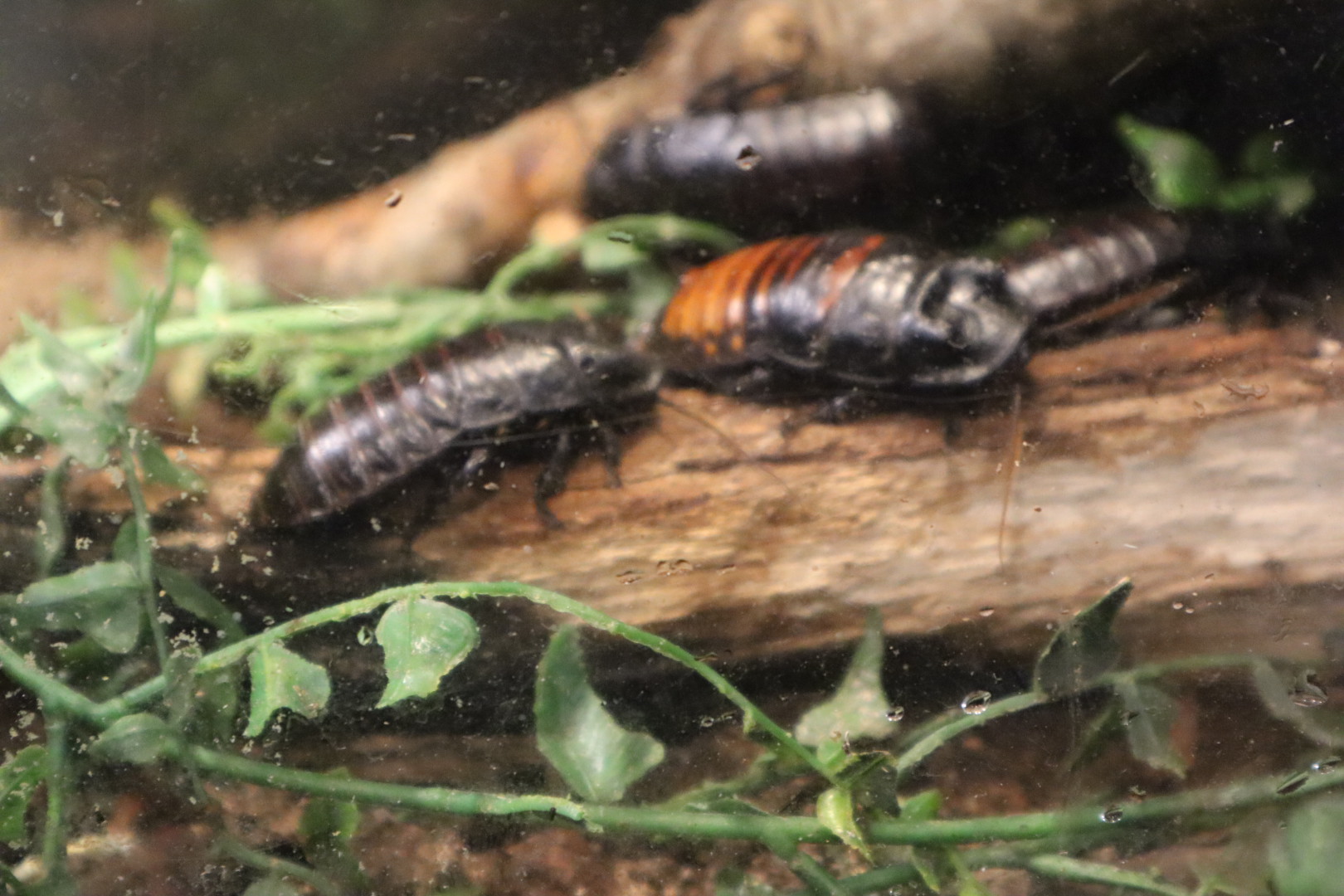 A Bird’s World - Madagascar Hissing Cockroach