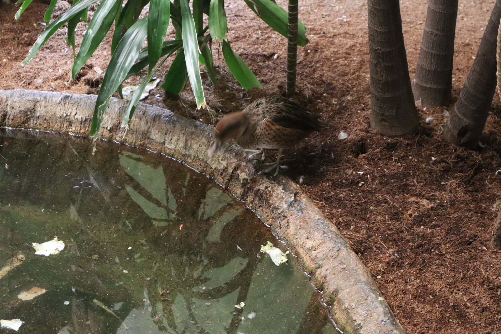 A Bird’s World - Marbled Duck