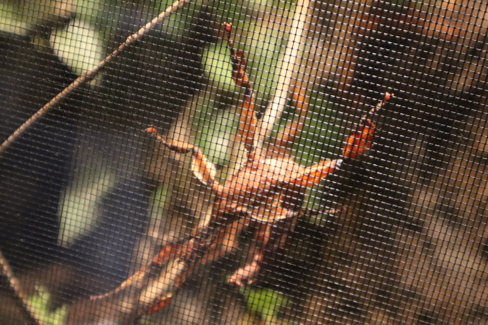 A Bird’s World - Spiny Leaf Insect