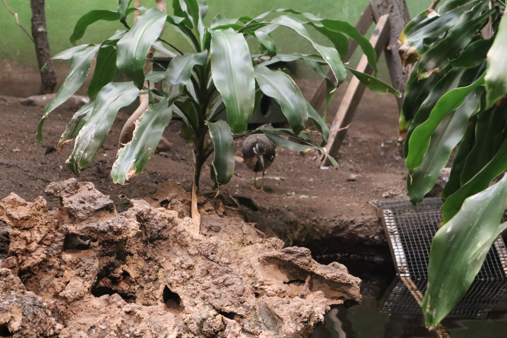 A Bird’s World - Sunbittern