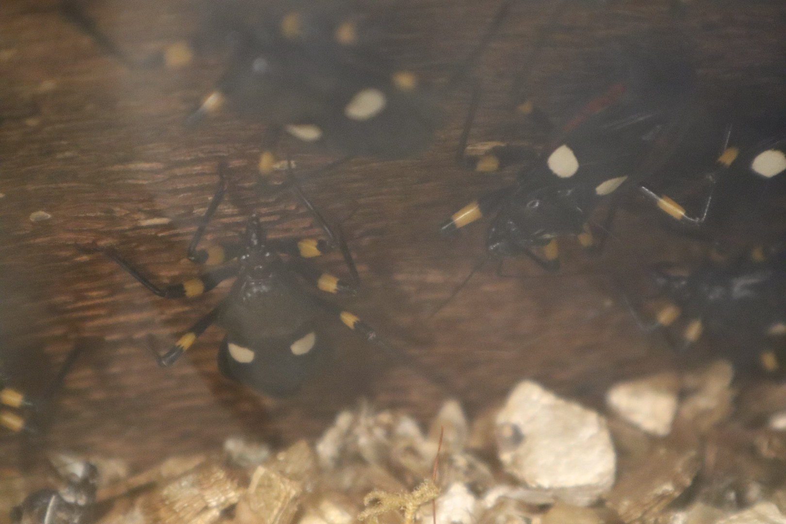 A Bird’s World - Two-Spotted Assassin Bug