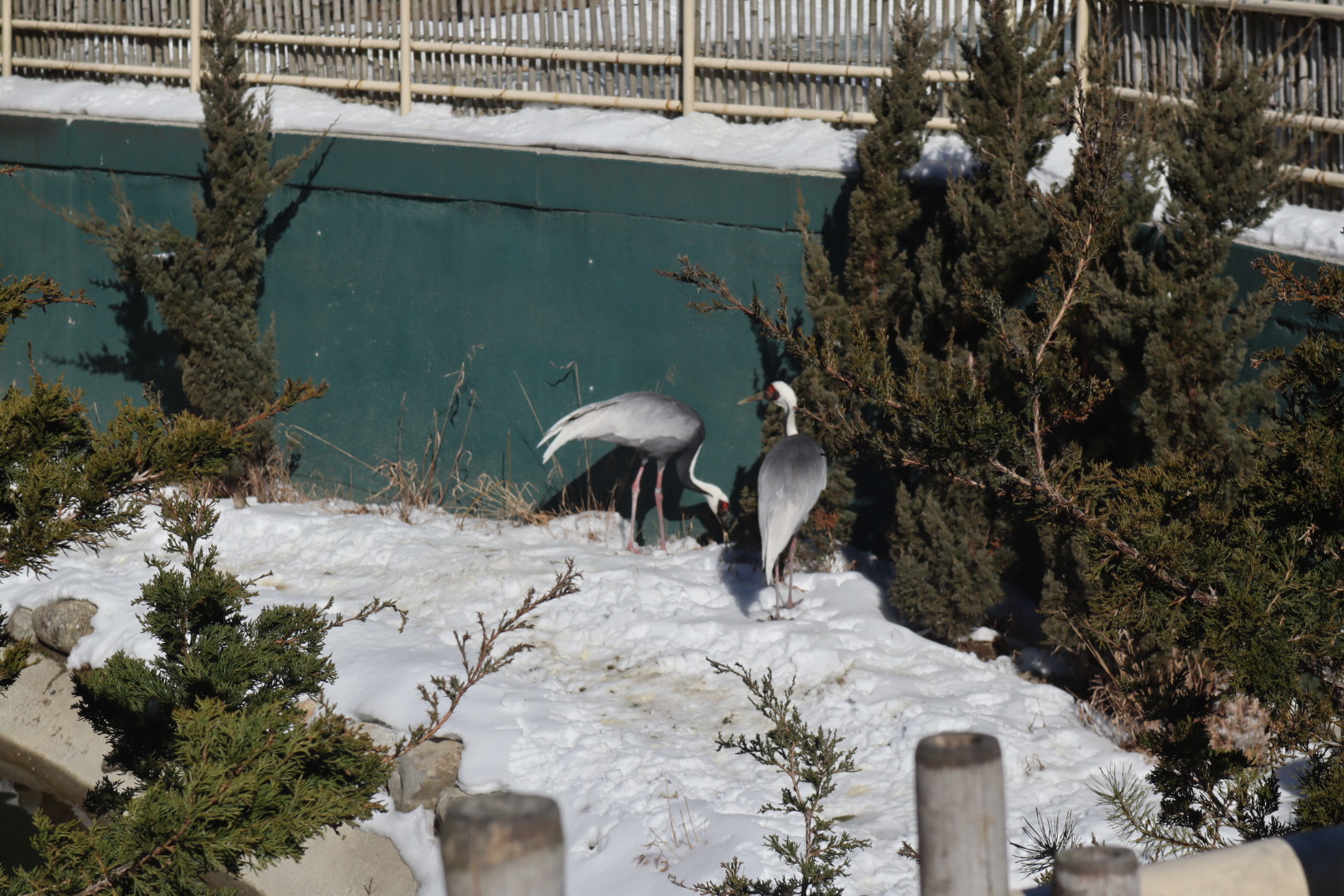 A Bird’s World - White-naped Crane