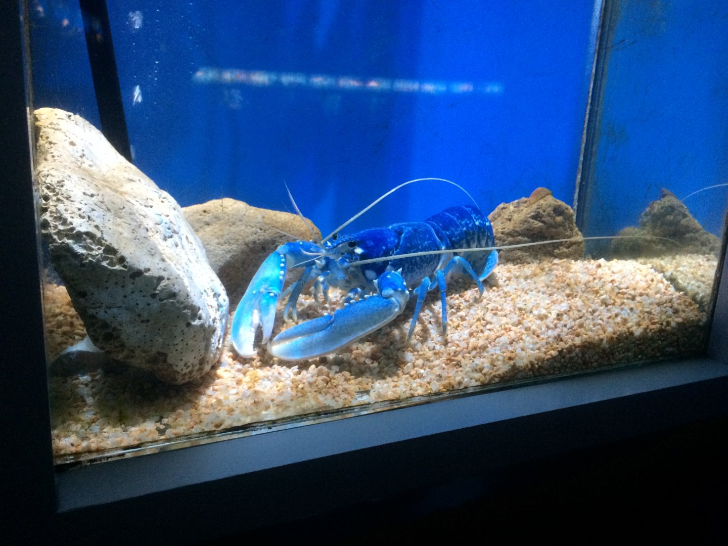 A bit cruel enclosure for a lobster (Homarus gammarus)