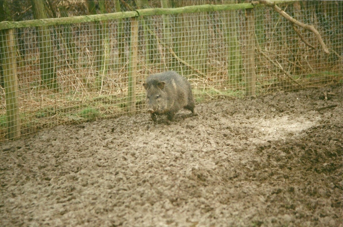 A bit of a quagmire 20th February 1999