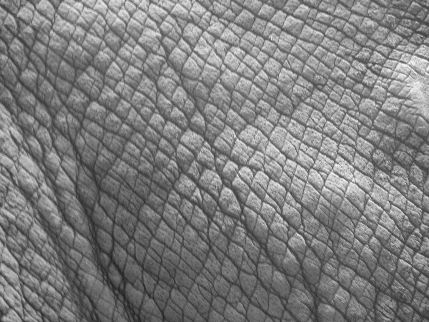 A bit of an animal...