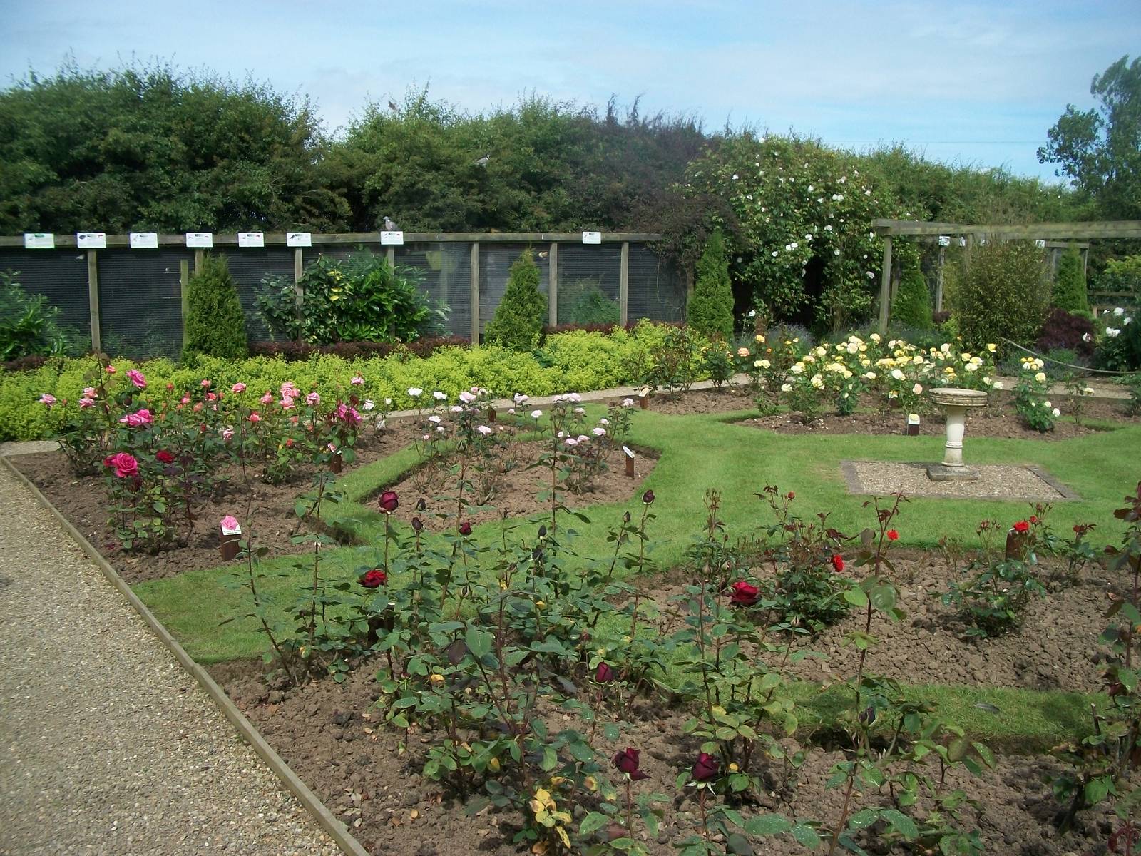 A bit wider view of the rose garden, 19th June 2014