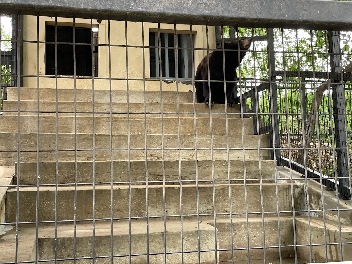 A Black Bear on Stairs