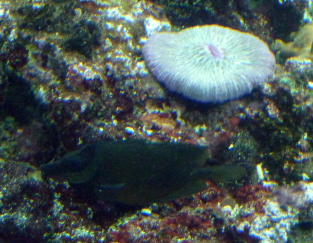 A black Siganus vulpinus!!!!