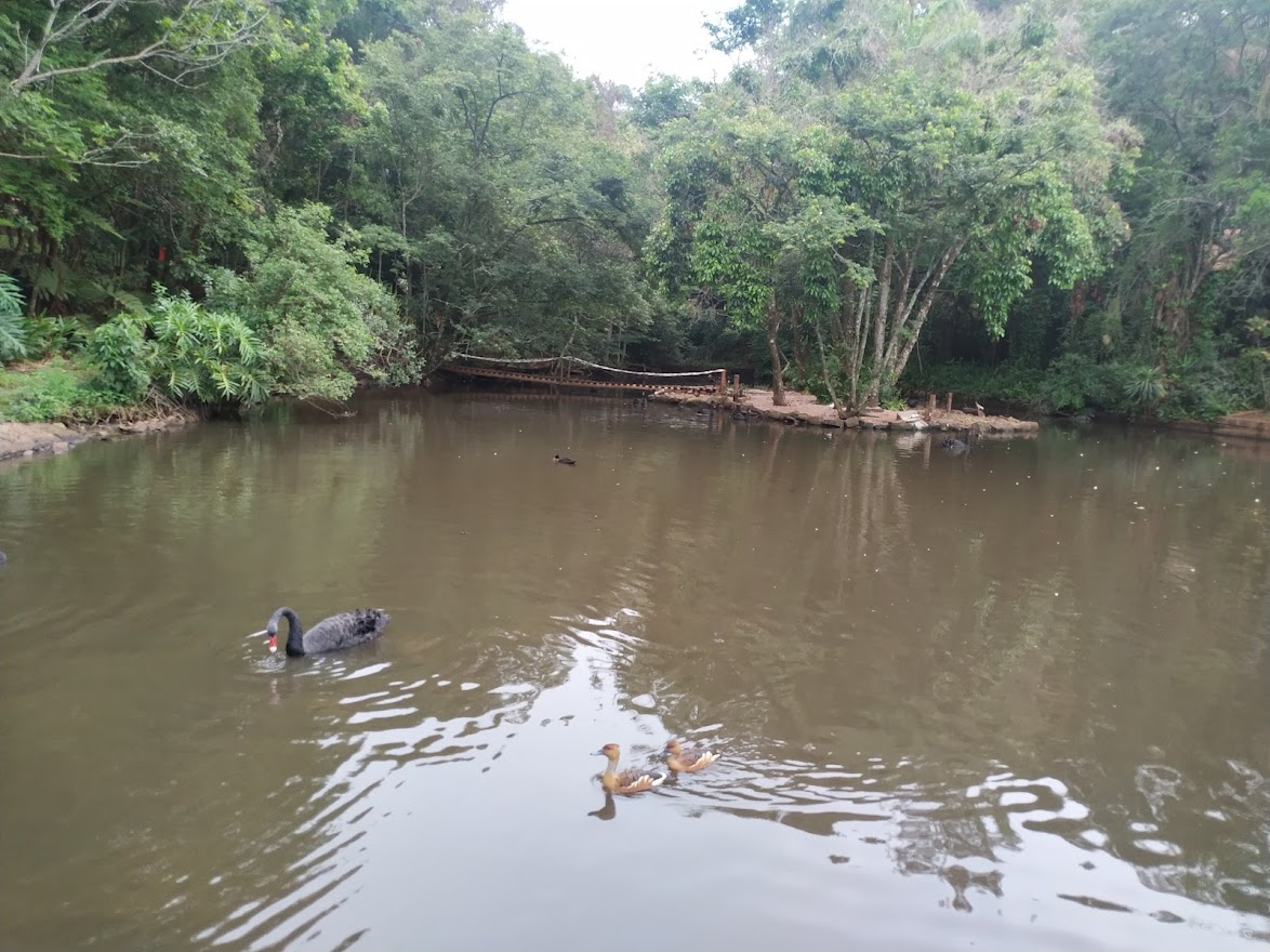 A Black Swan and Fulvous Whistling Ducks in the Pond