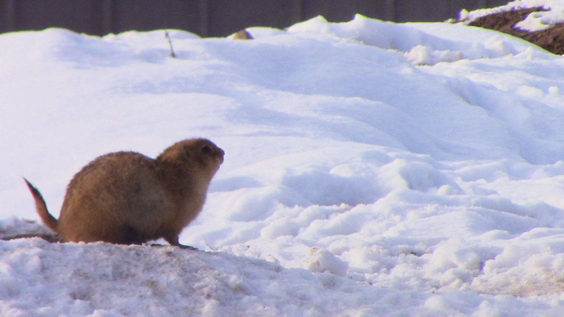 A Black-tailed Prairie dog in the big, big, world of the Minnesota zoo-Nov 13