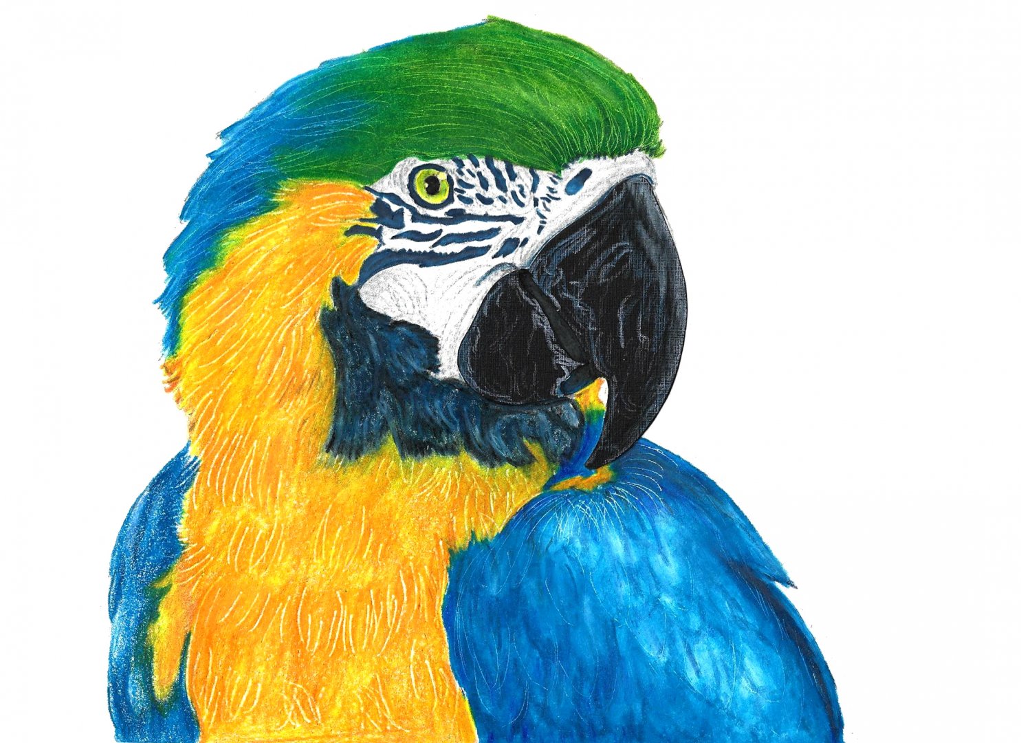 A Blue-and-yellow macaw drawing