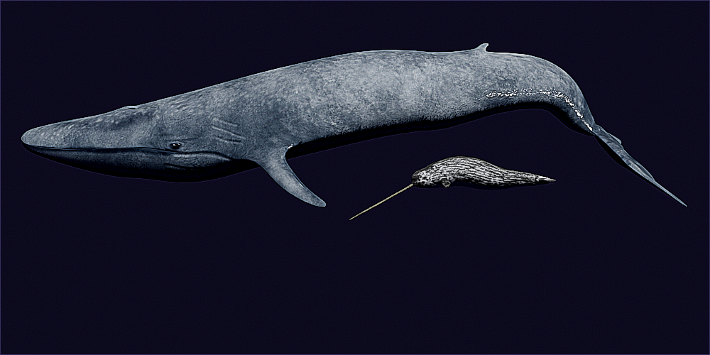 A blue whale and a narwhal