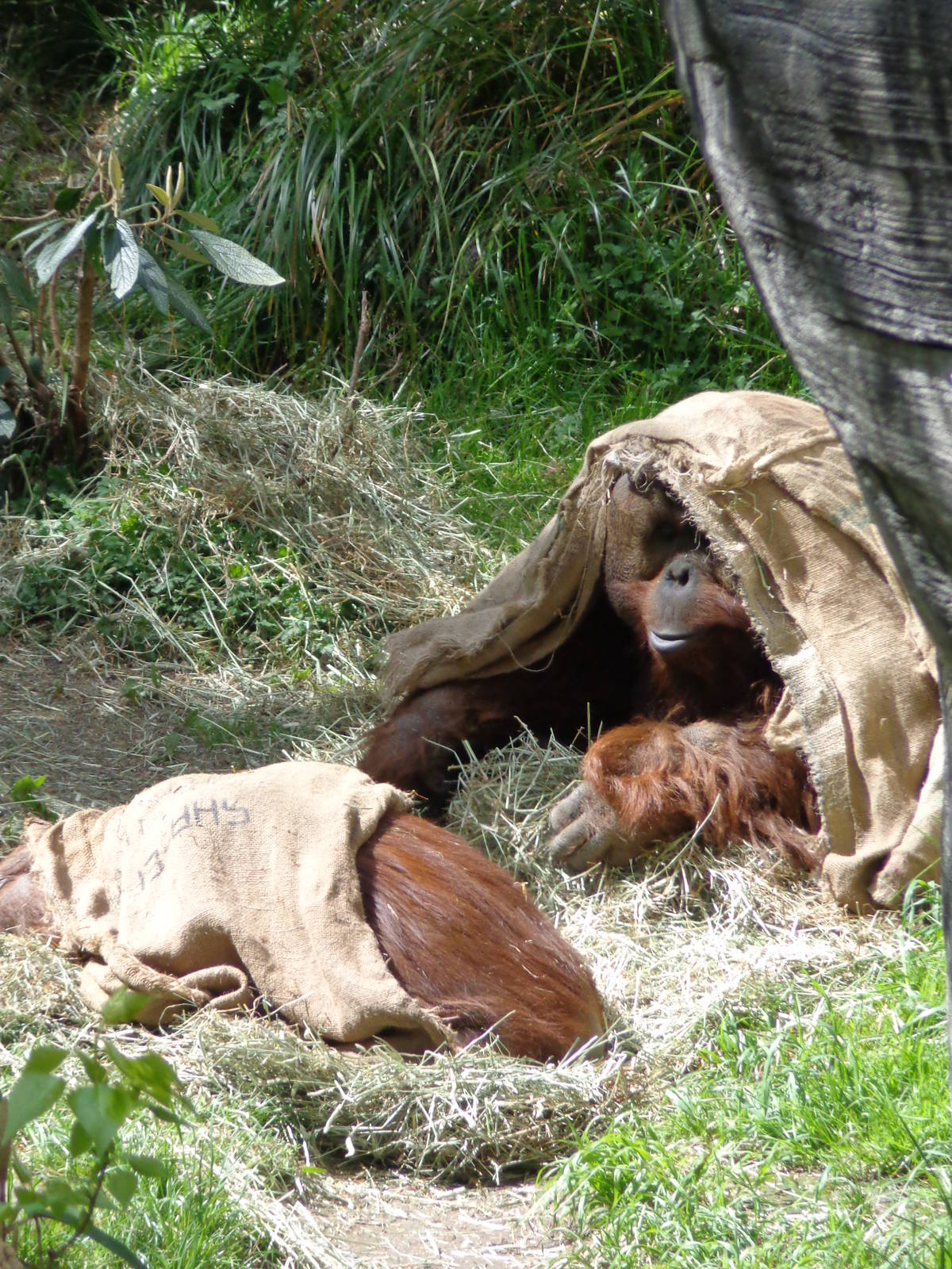 A Blustery Day at the Zoo