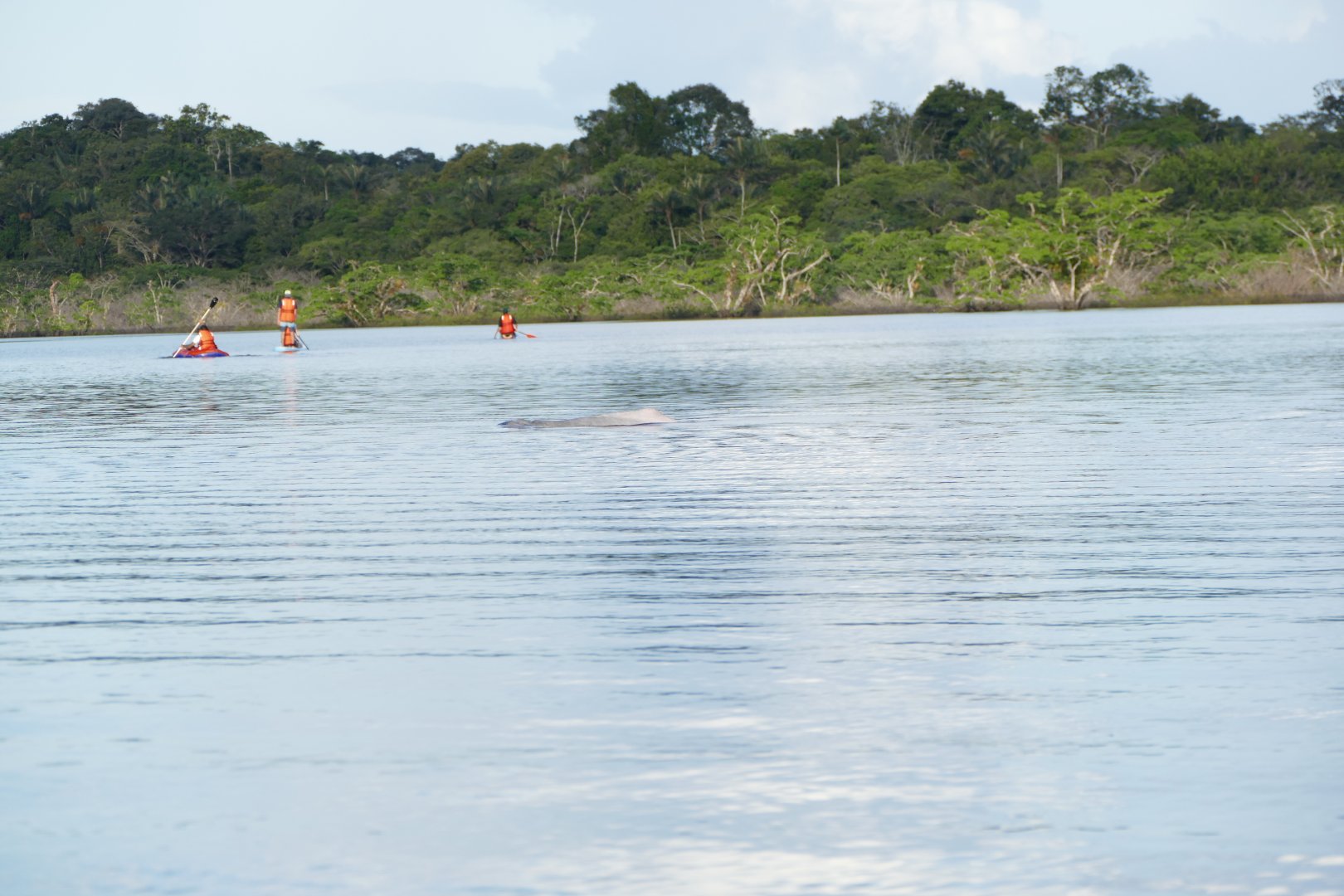 A Boto and some Homo sapiens in the distance