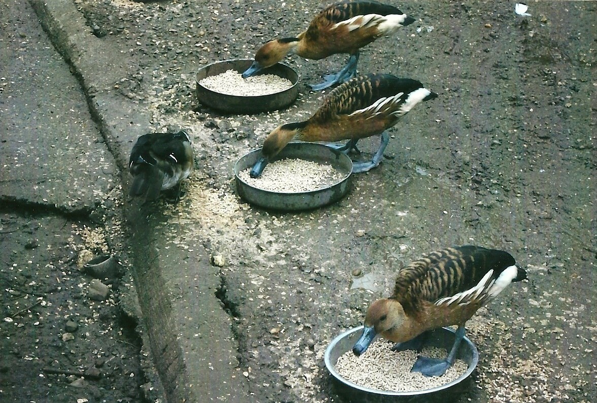 A bowl each, Spring 2013