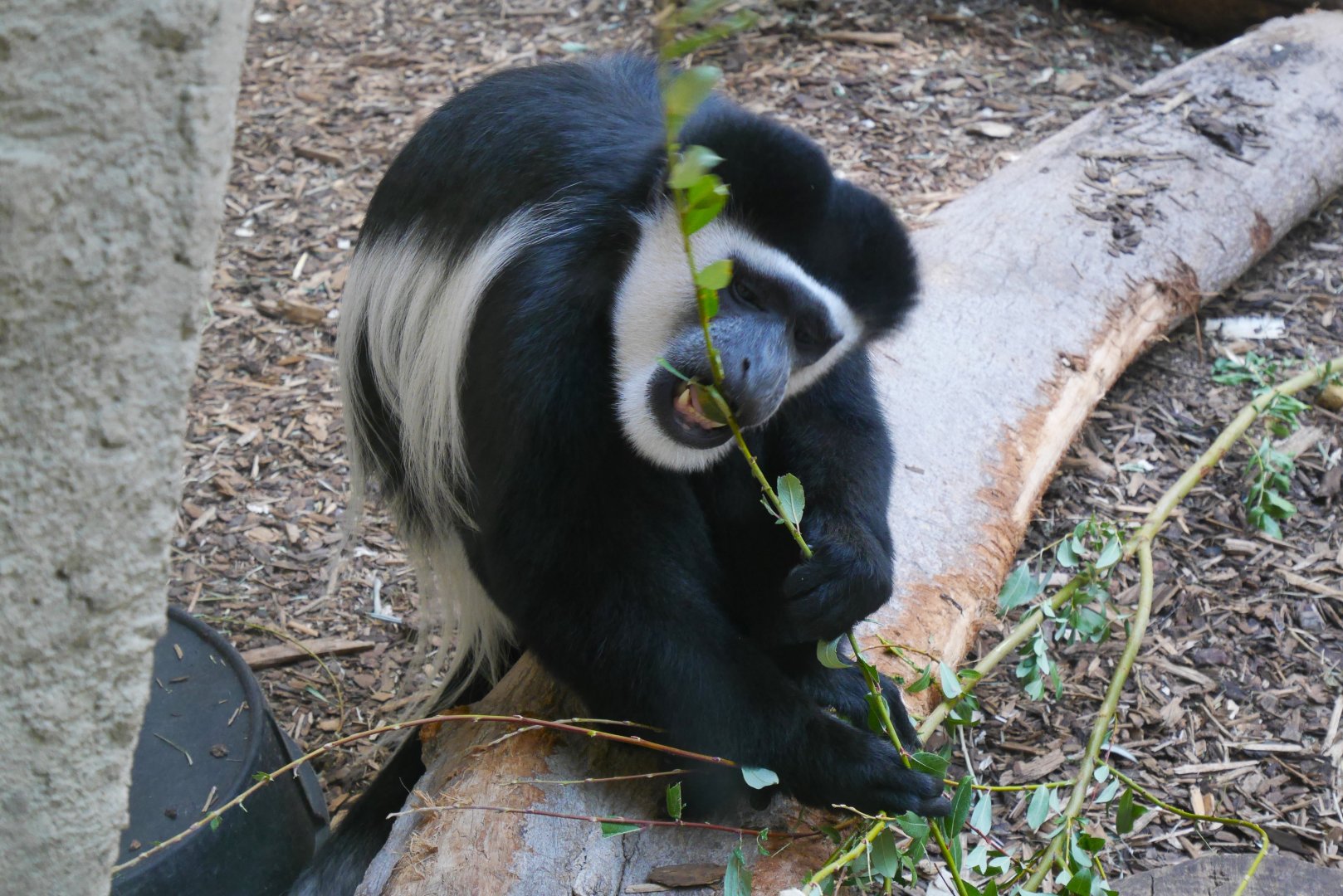 A Browsing Eastern Black and White Colobus