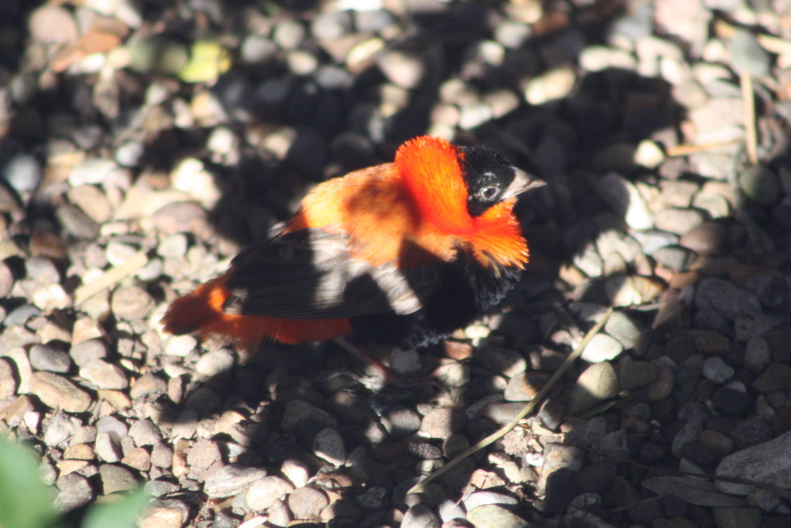 A bumper week for arrivals I, 19th October 2014