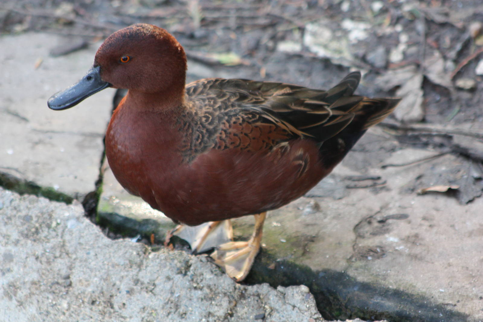 A bumper week for arrivals II, 19th October 2014