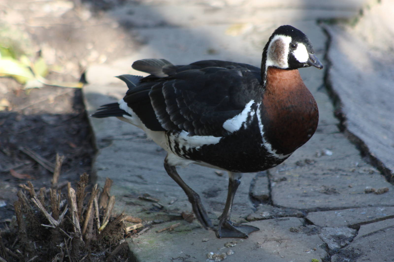 A bumper week for arrivals III, 19th October 2014