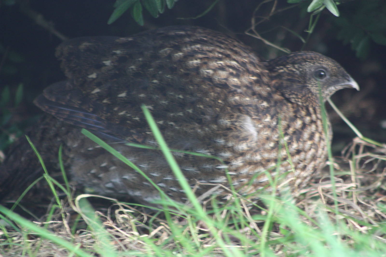 A bumper week for arrivals IV, 19th October 2014