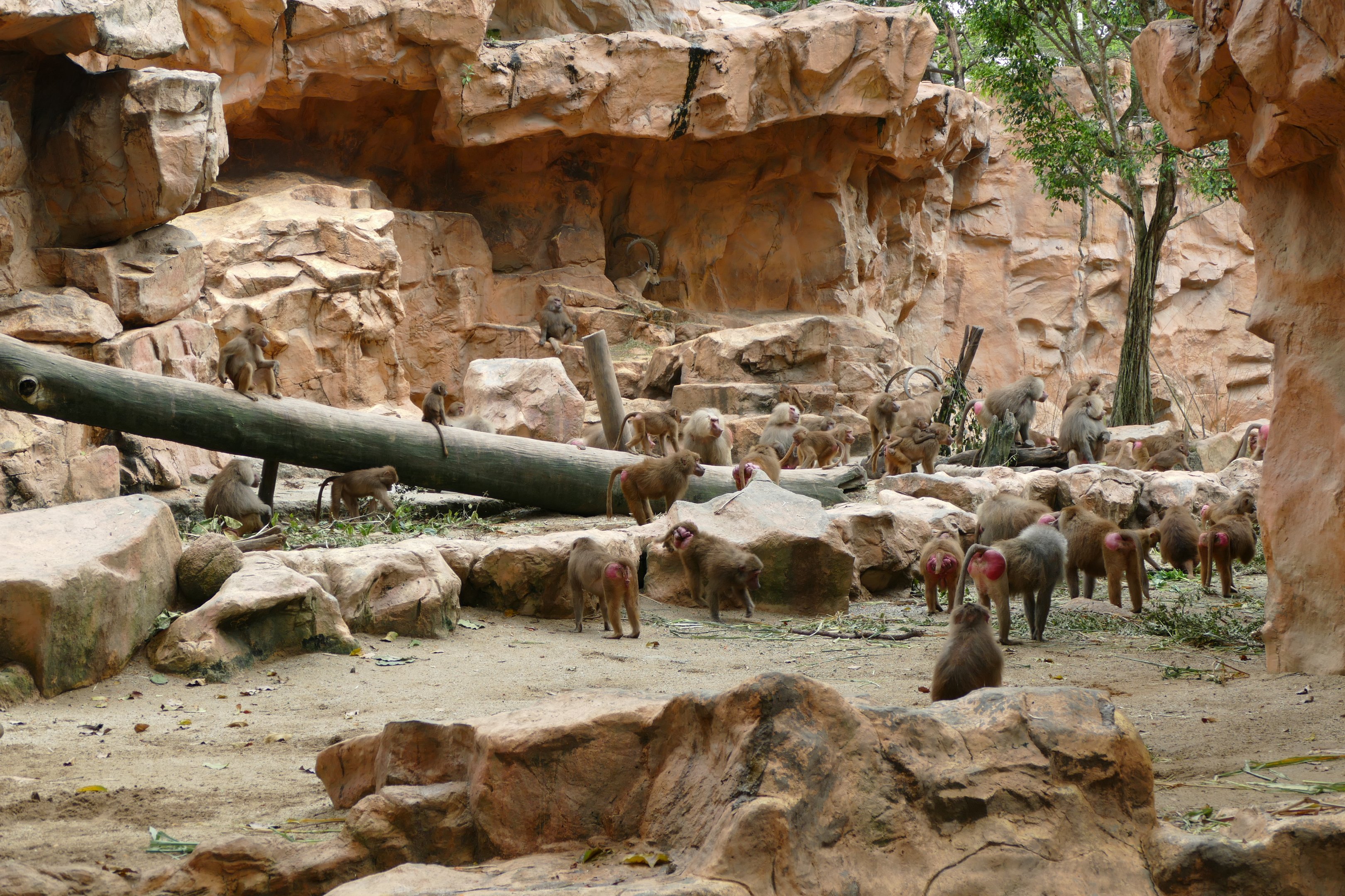 A bunch of Hamadryas Baboons and a Nubian Ibex