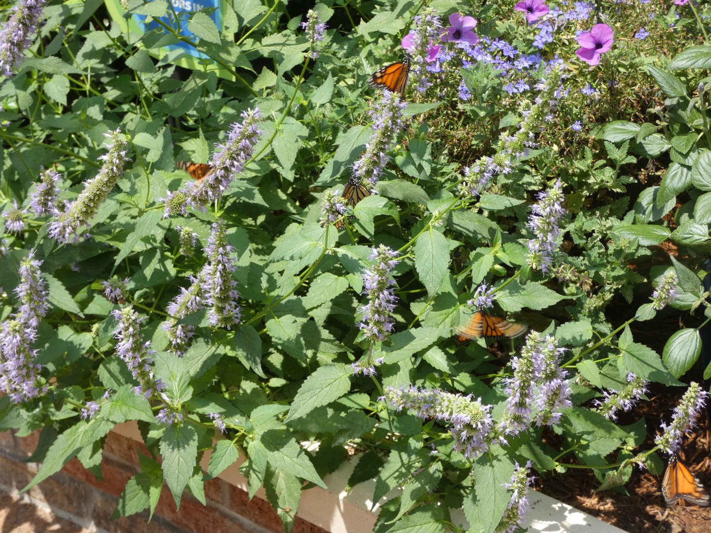 A bunch of Monarch Butterflies