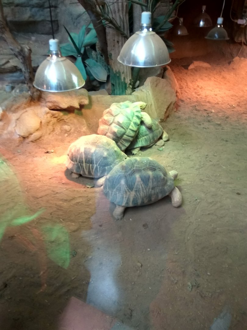 a bunch of radiated tortoise