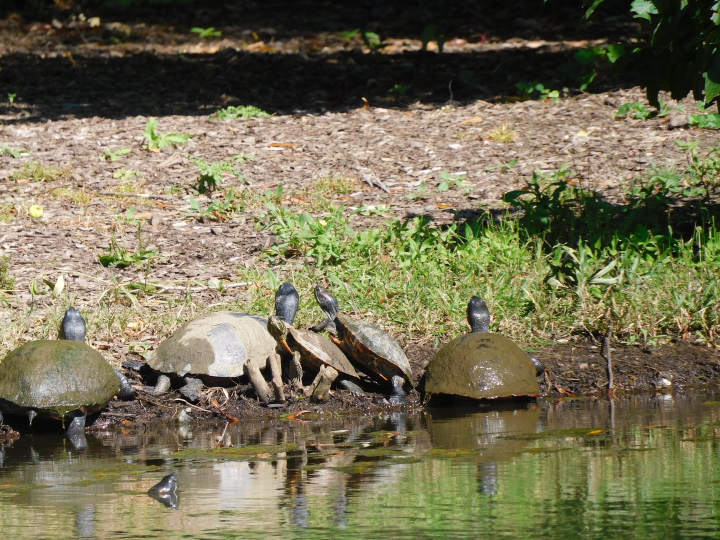 A bunch of turtles