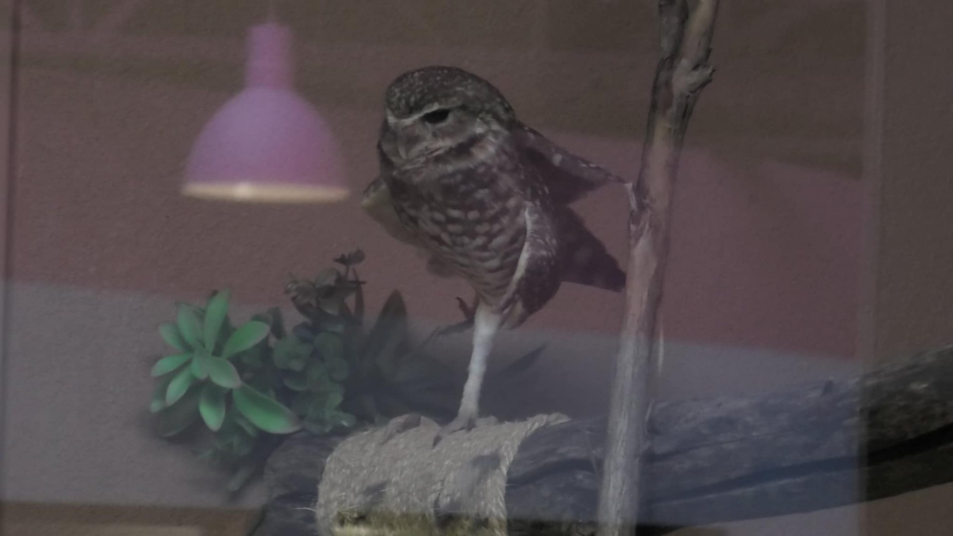 A burrowing owl standing on one leg like a flamingo
