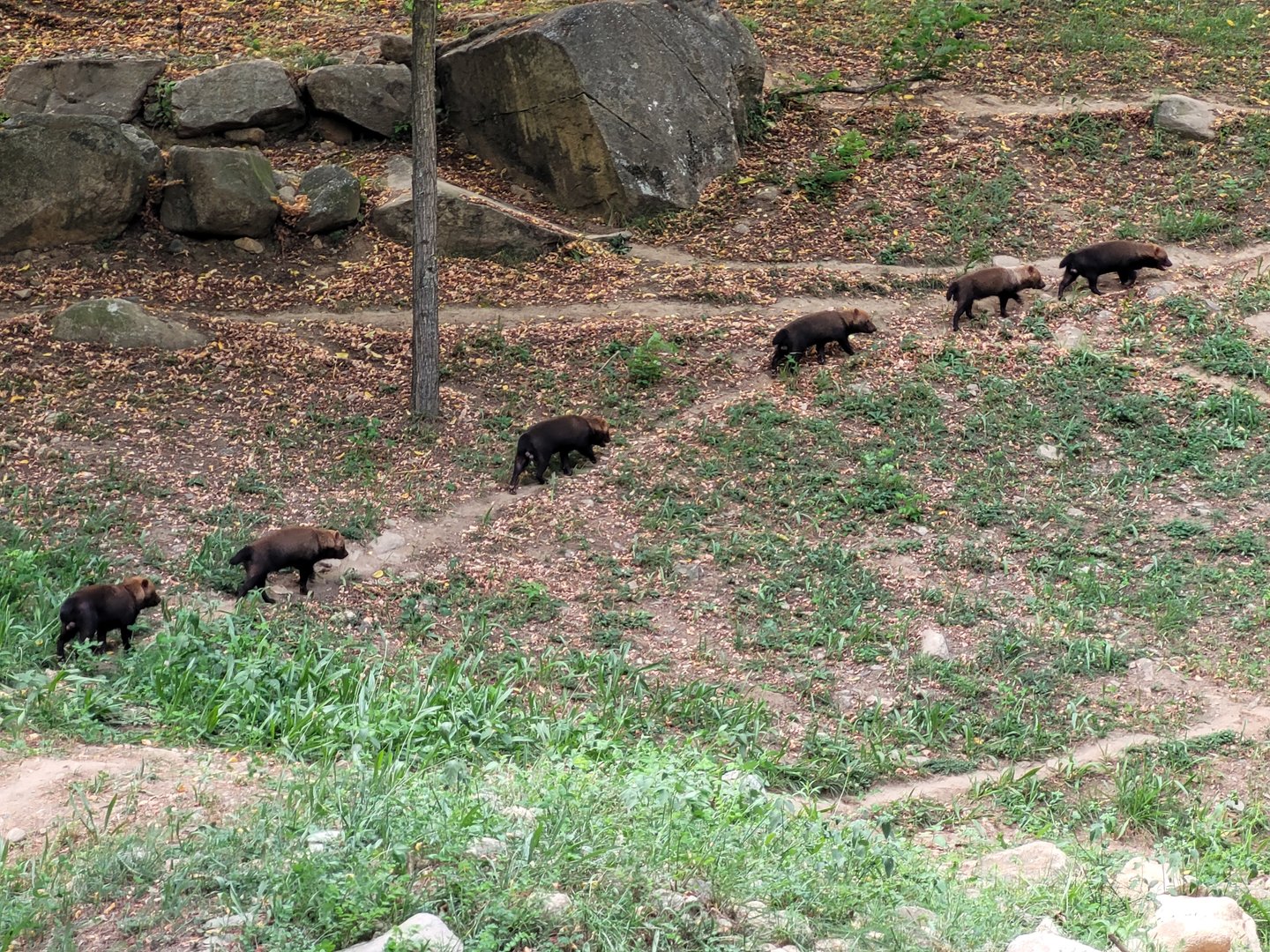 A bush dog line -Parc Animalier des Pyrénées (2023)