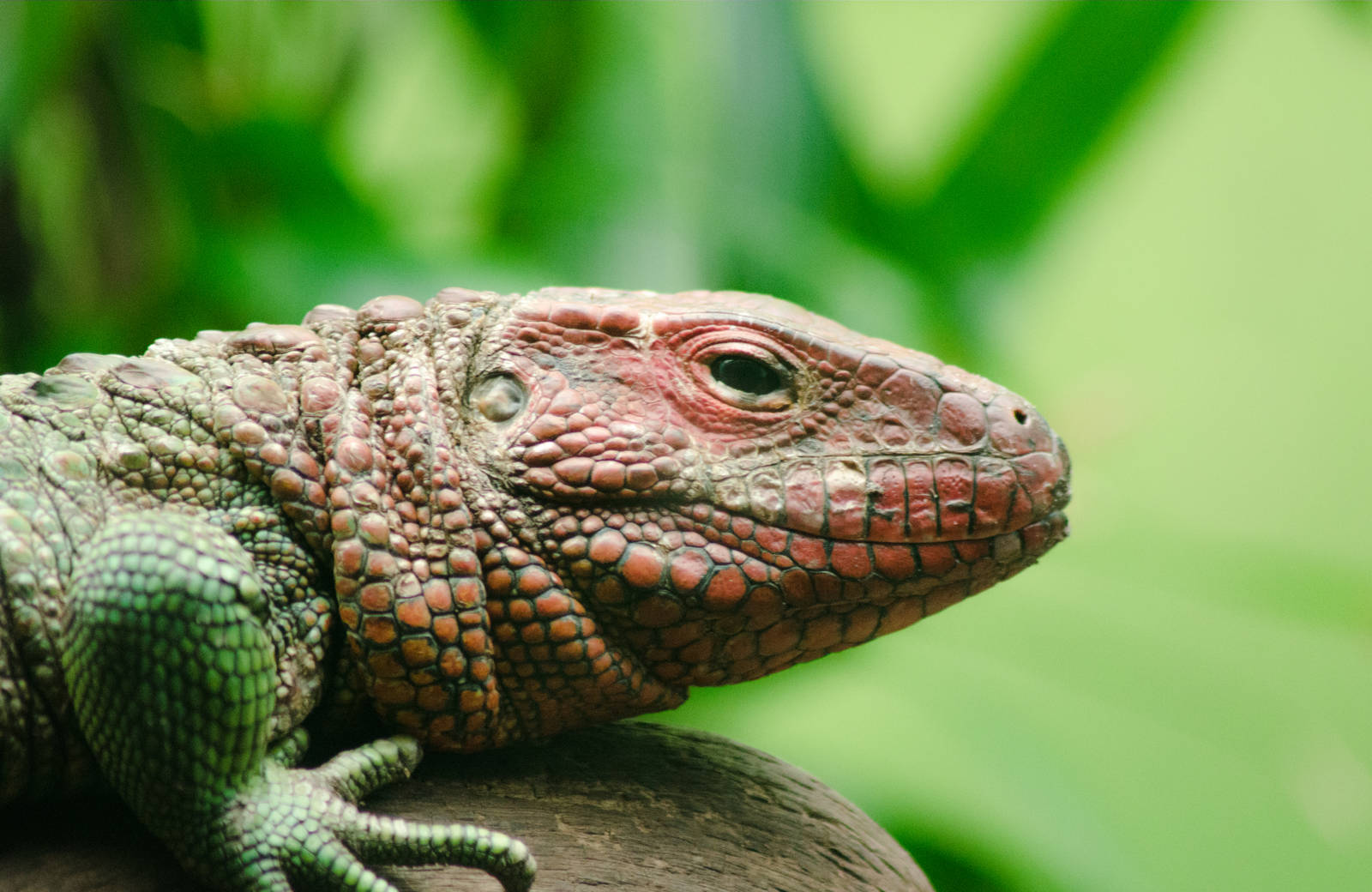 A Caiman Lizard