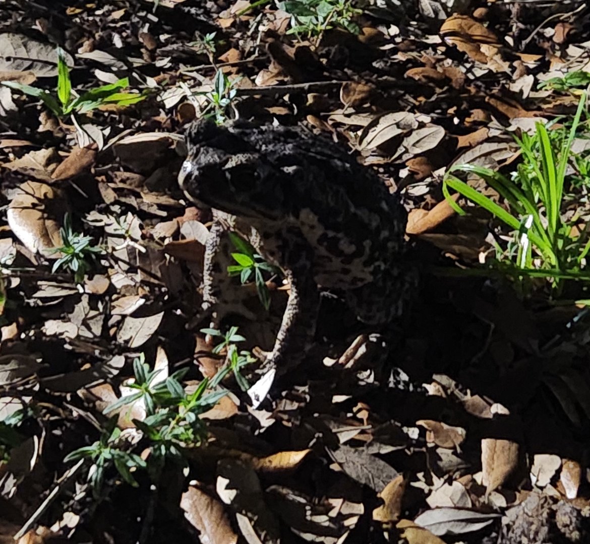 A Cane Toad at night