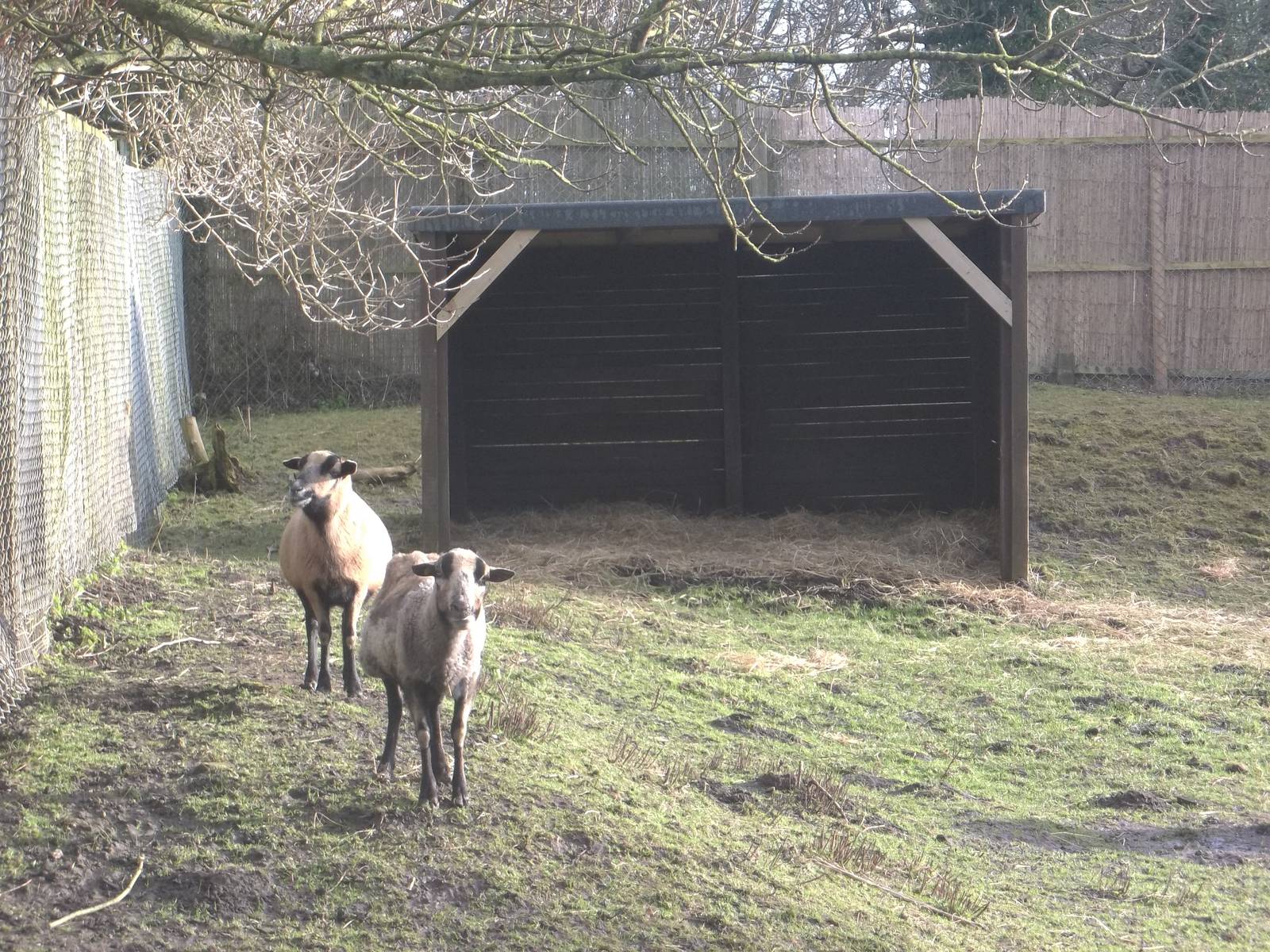A change of scene for Florrie and Bramble, 8th March 2015
