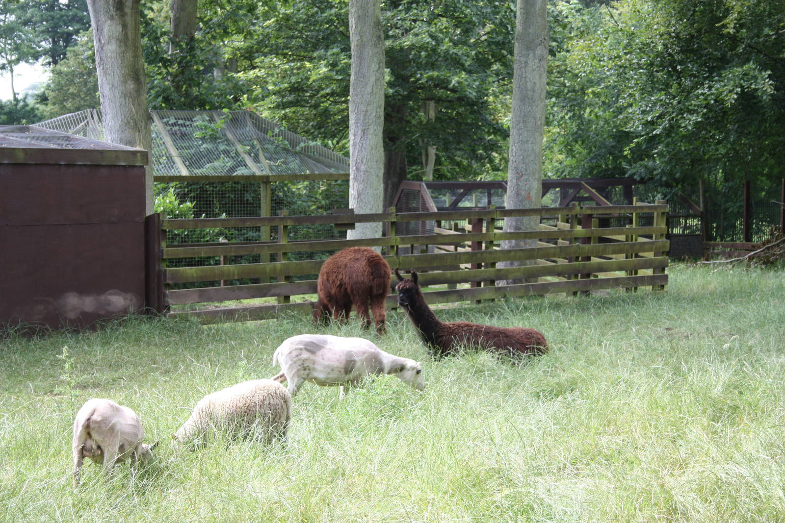 A change of scene for the Shetland Sheep and Alpacas, 11th July 2014