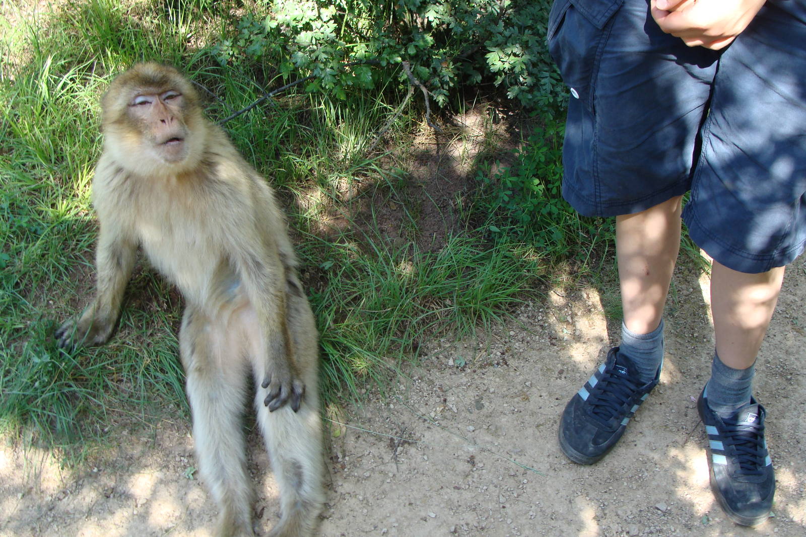 A chilling Barbary Macaque