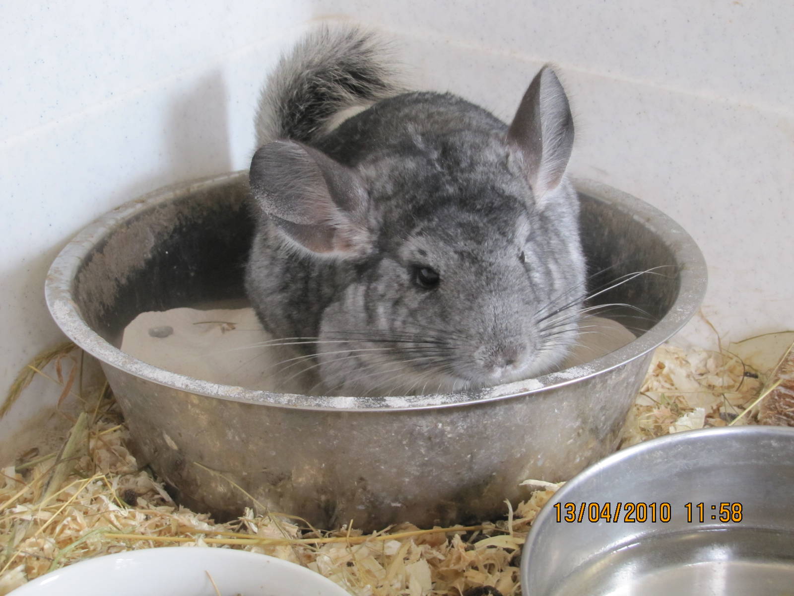 a Chinchilla taking a Sand Bath