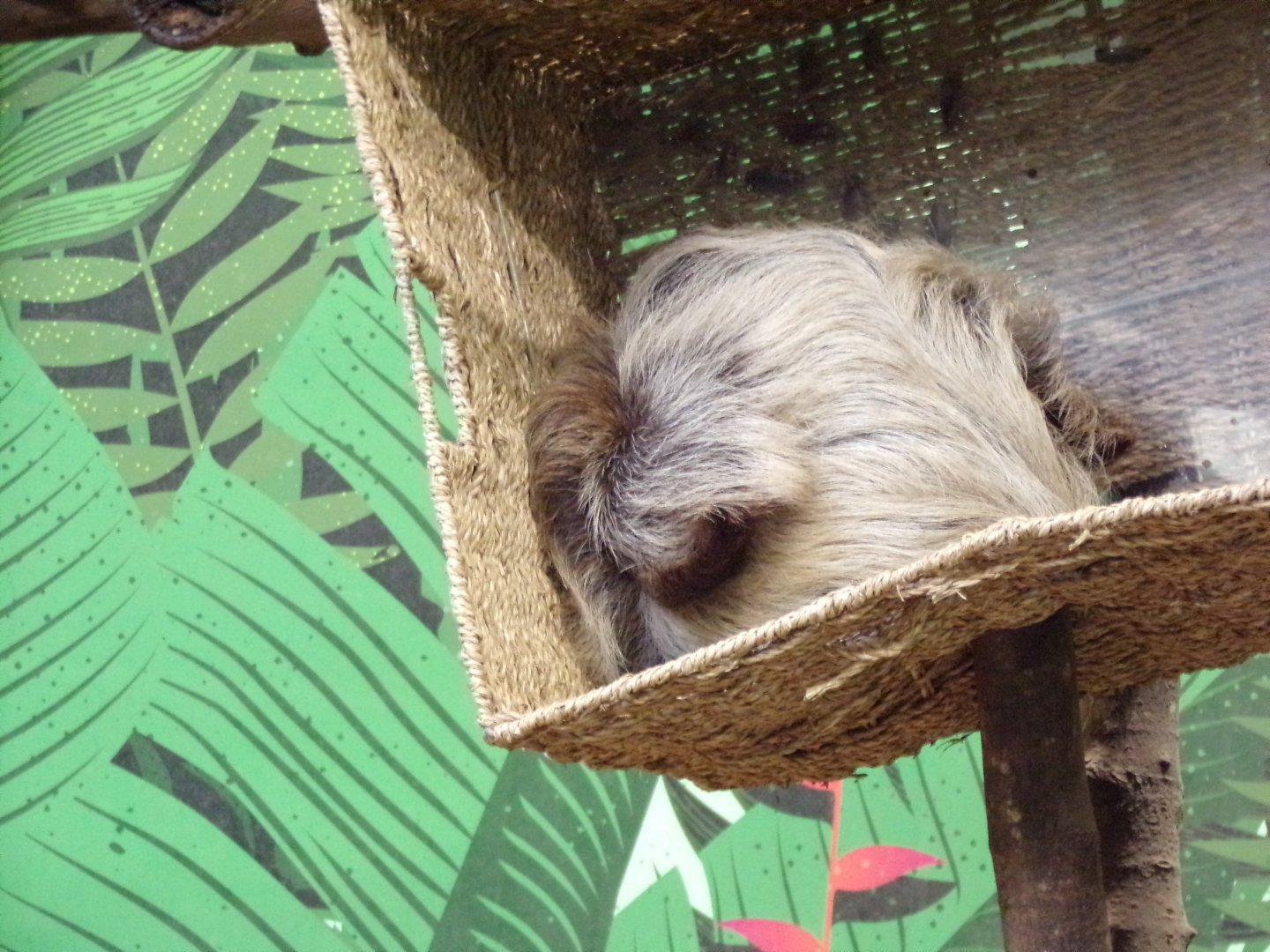 A clump of sloth 17.7.23