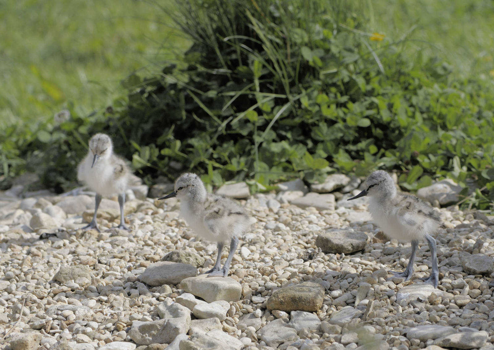 A clutch of avocet chicks