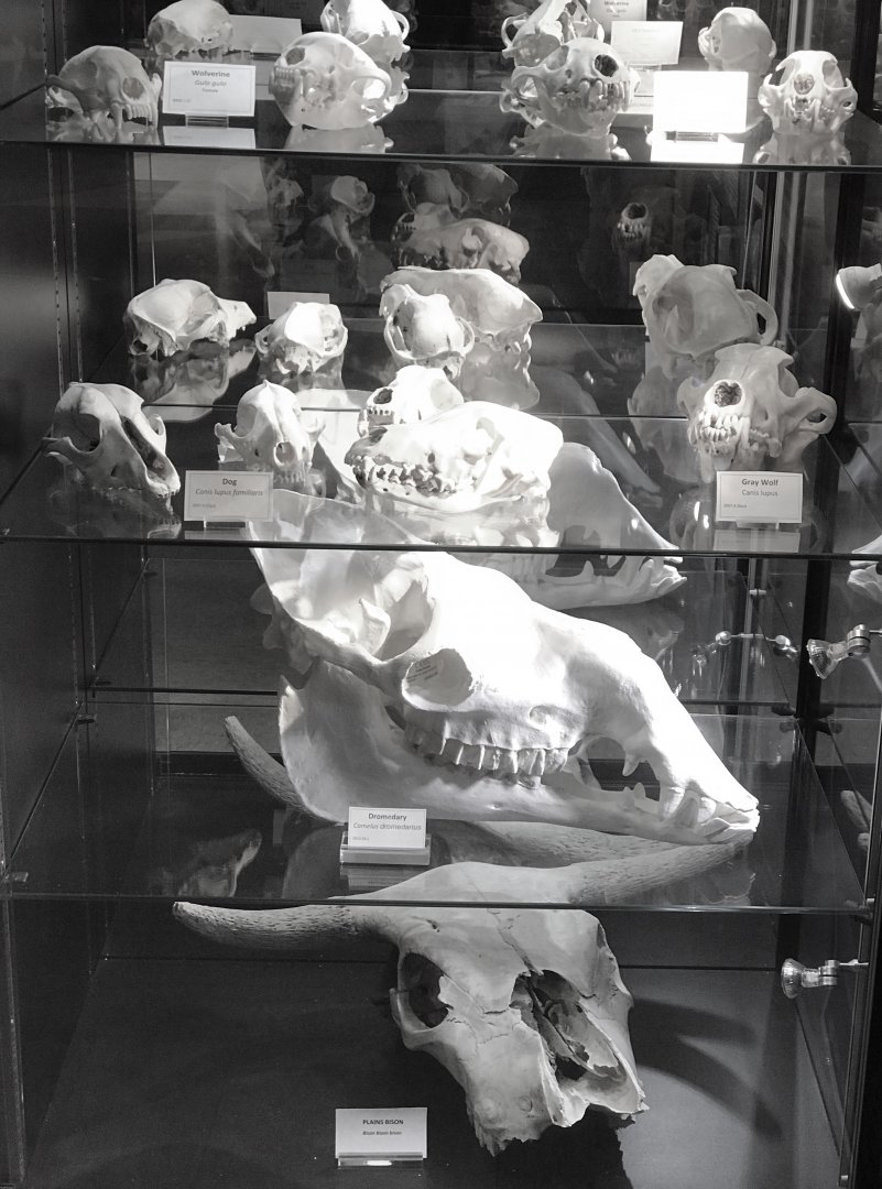 A collection of Mammal Skulls