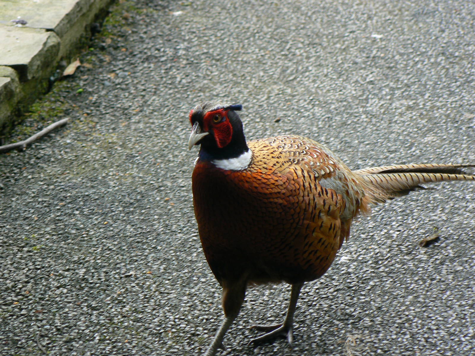 A Common Pheasant