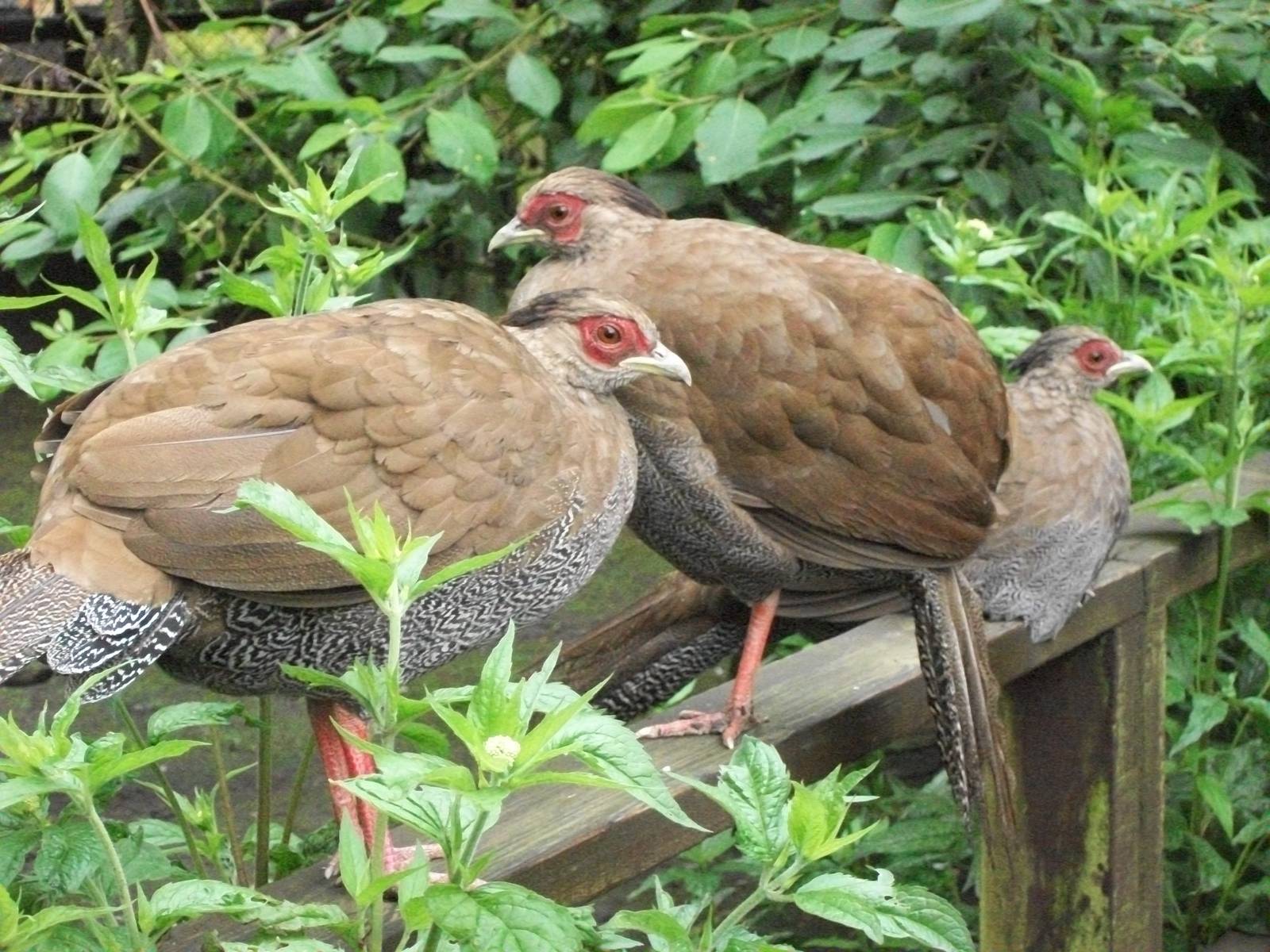 A congregation of Silver Pheasants, 6th July 2014