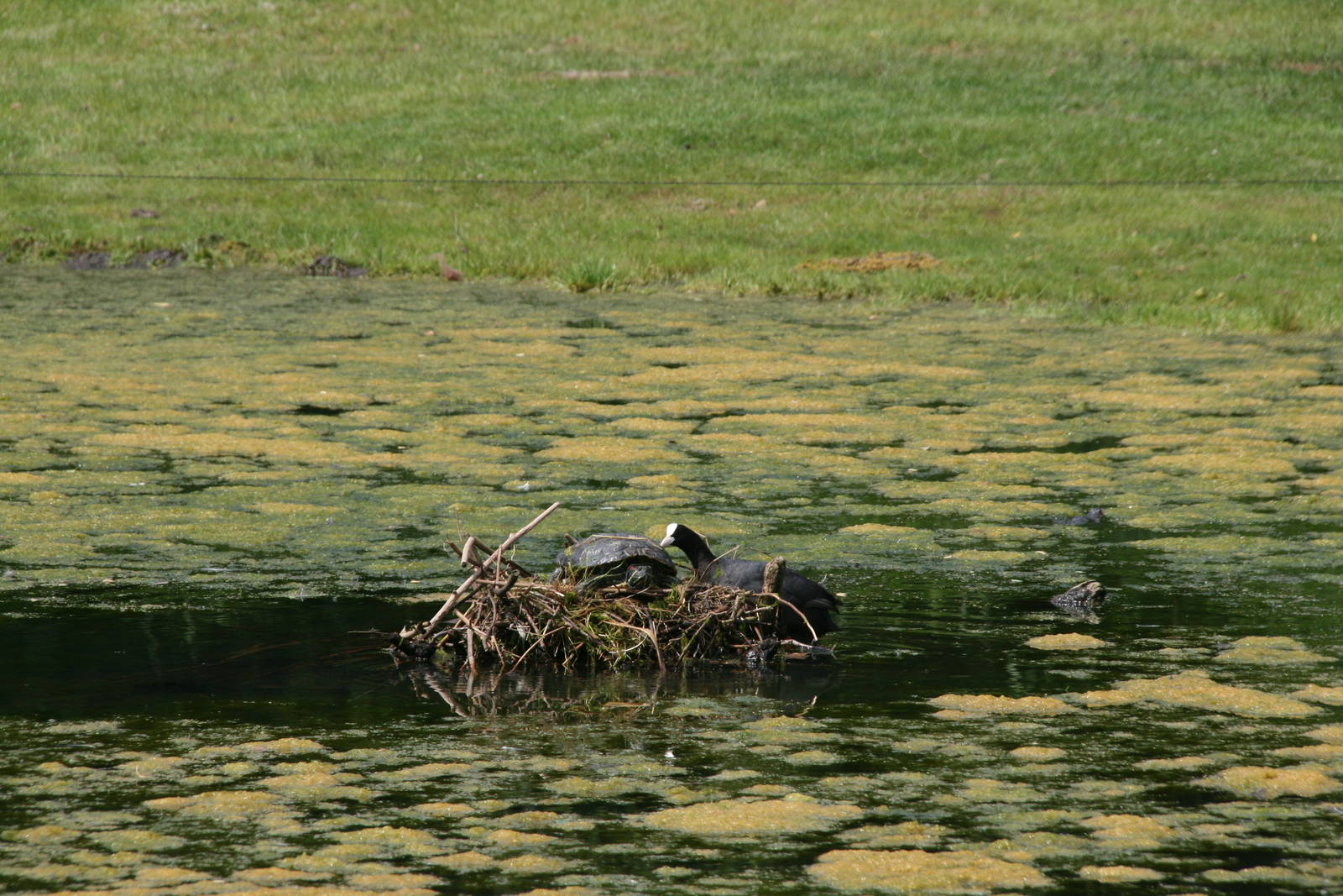 a Coot with a squatter in its nest